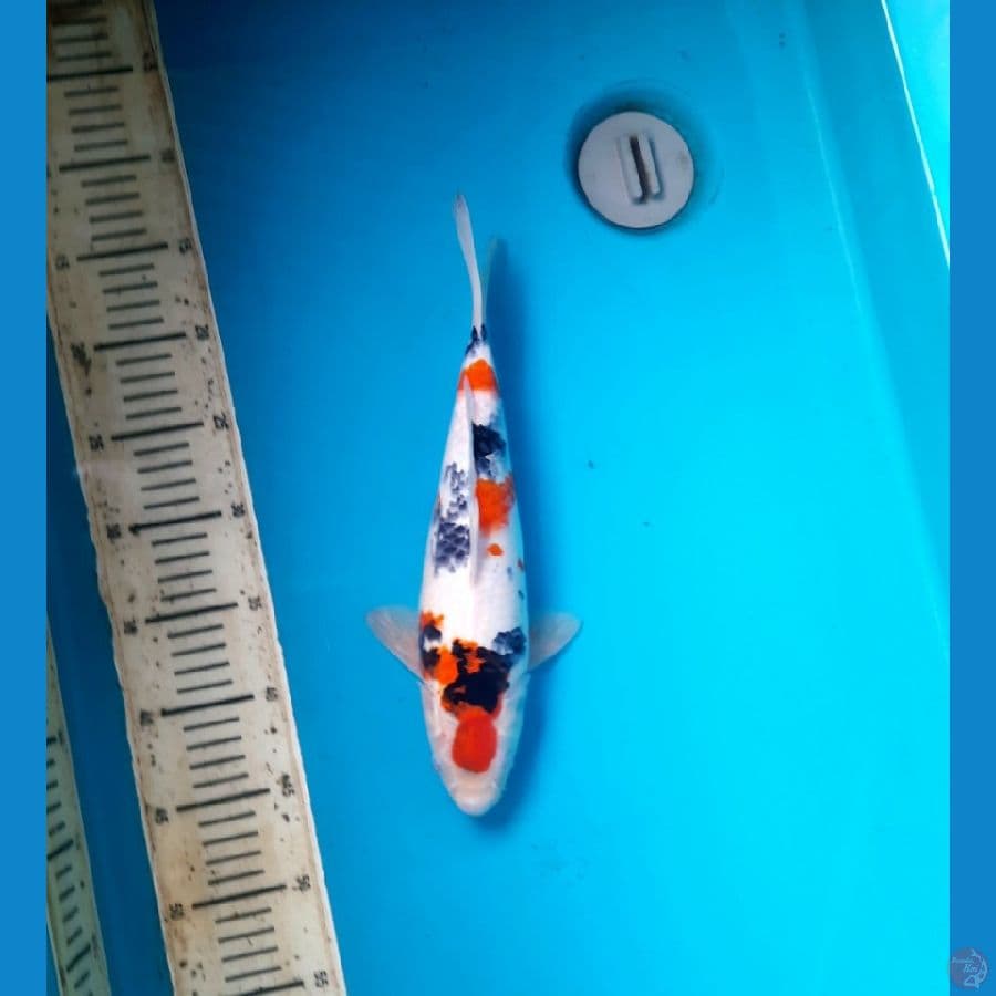 Tategoi maruten showa 32cm. F
