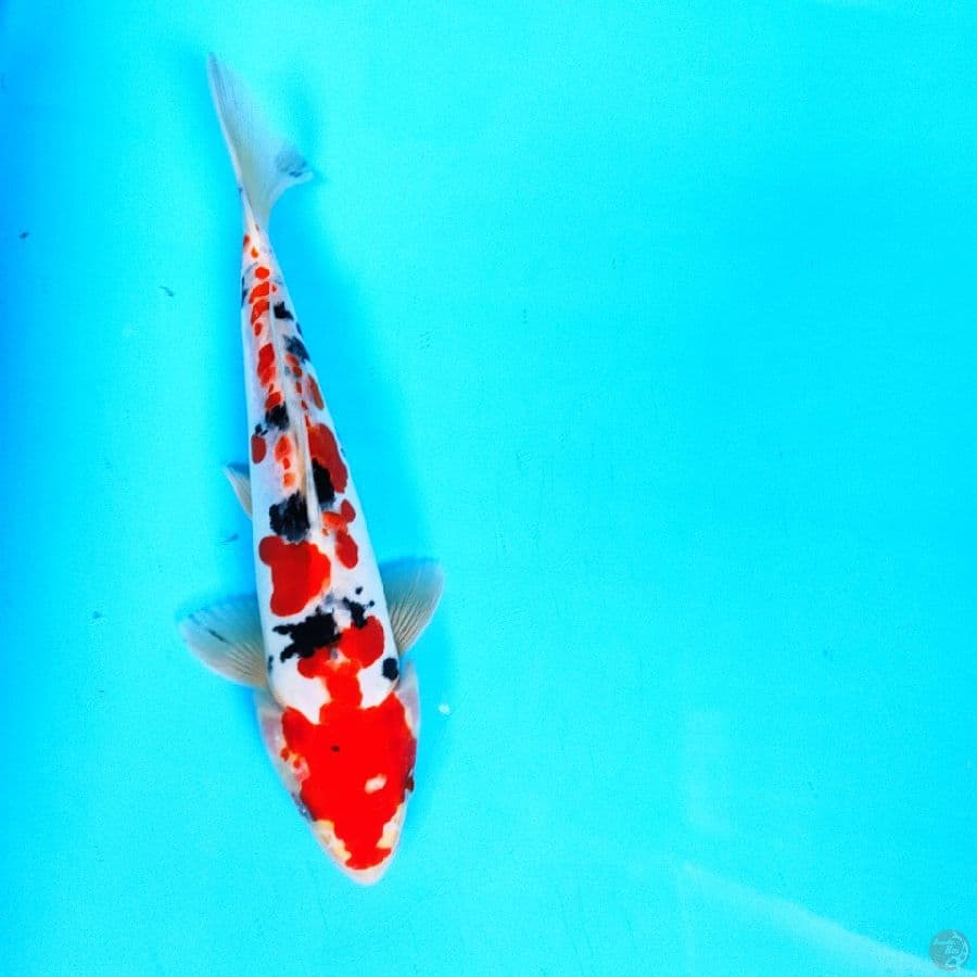sanke doitsu 22cm male
