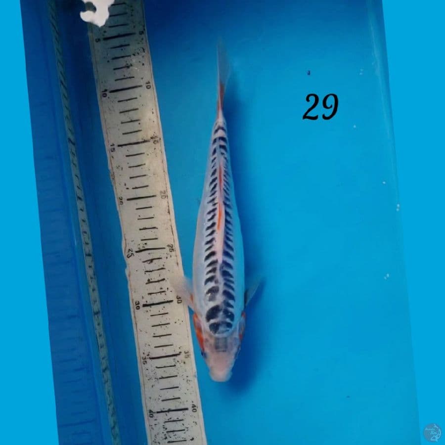shusui 29cm