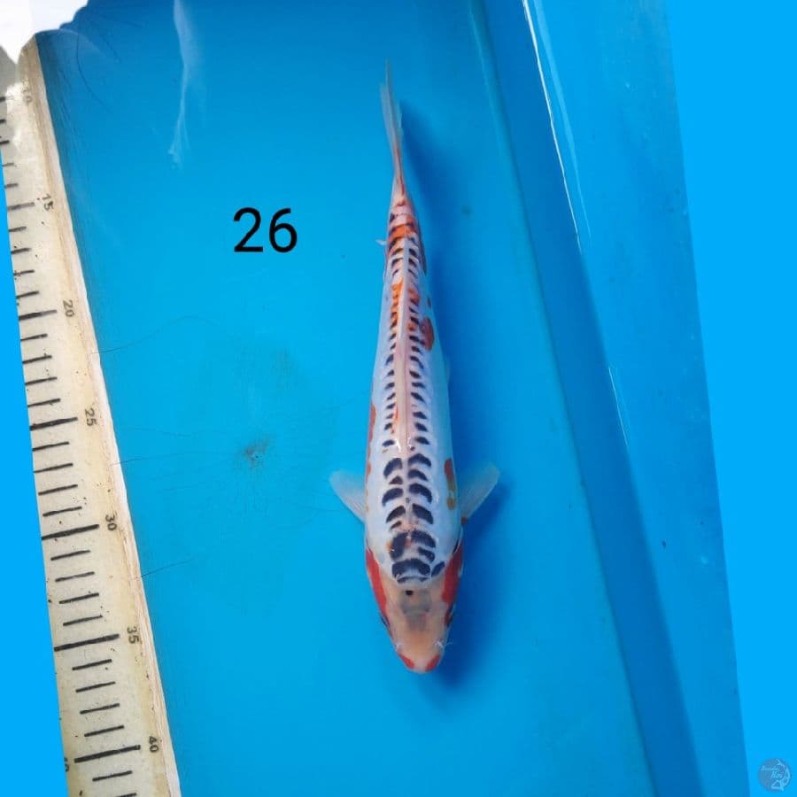 shusui 26cm