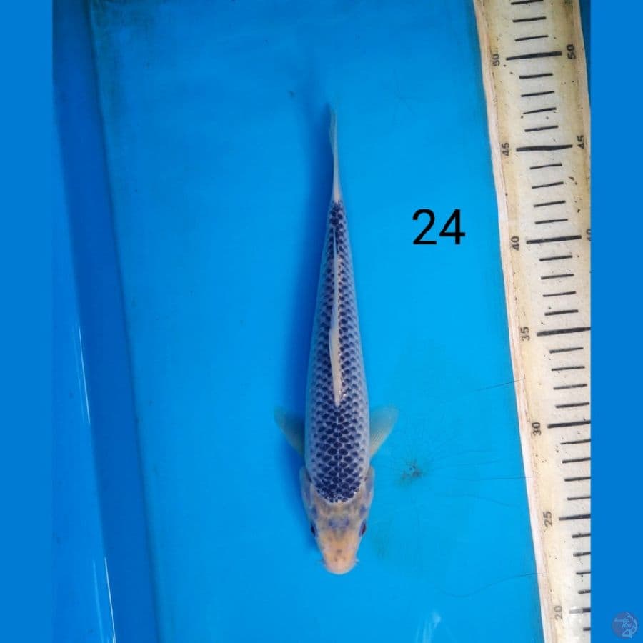 asagi 24cm
