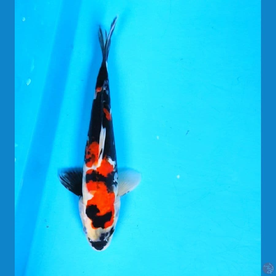 showa doitsu 22cm