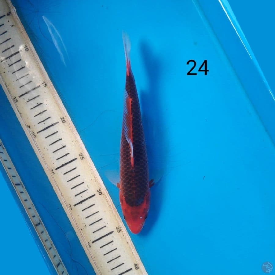 aka matsuba 24cm