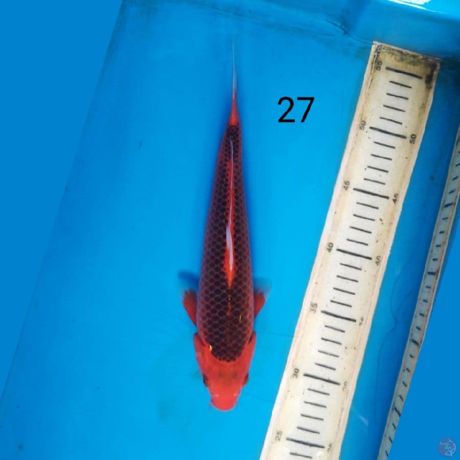 aka matsuba 27cm