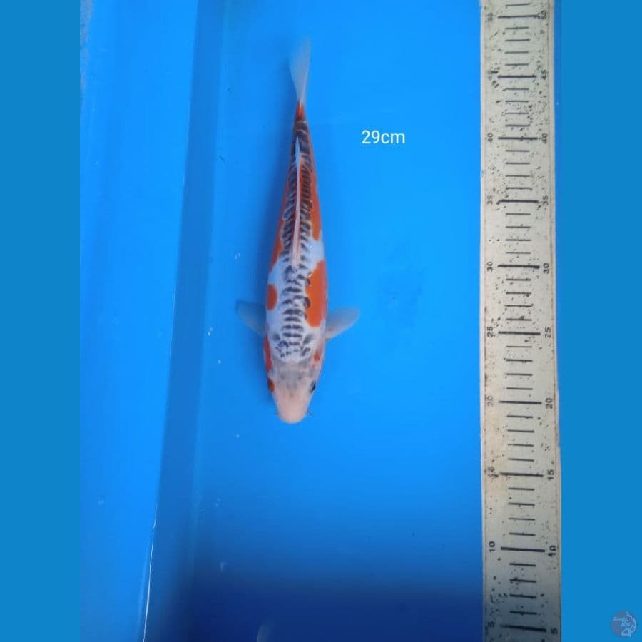 hana shusui 29cm