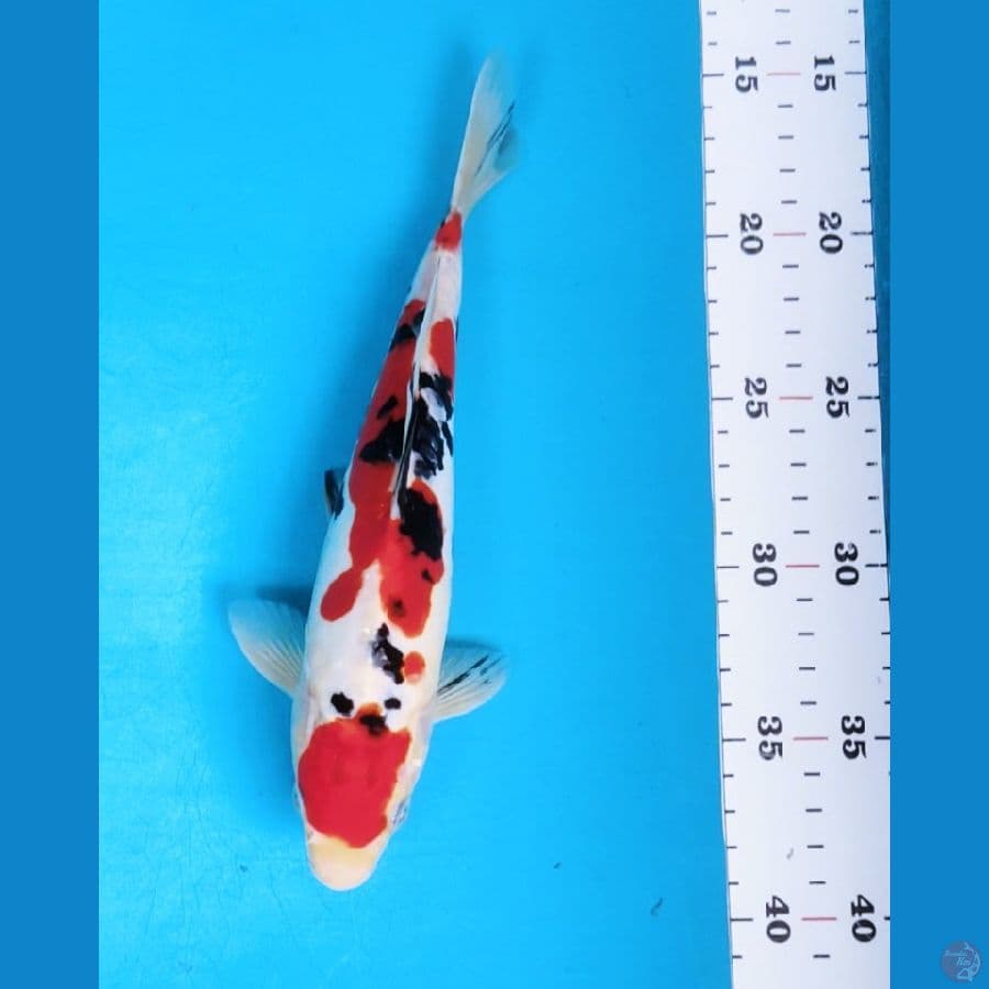 maruten sanke doit 23cm male