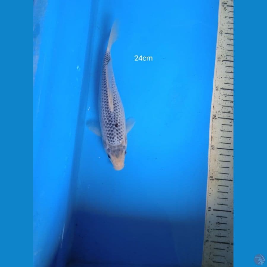 asagi 24cm