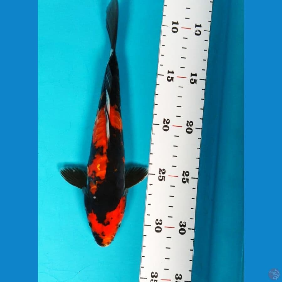 showa doit 22cm