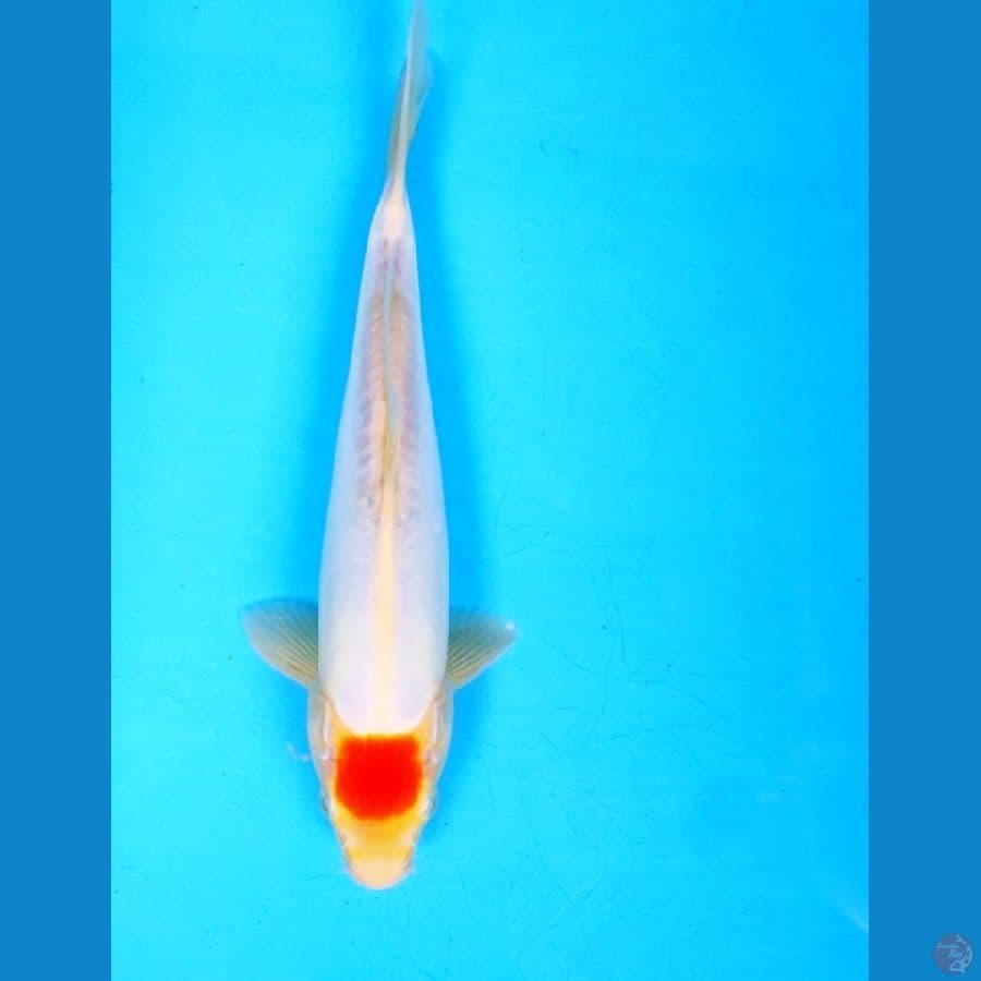 tancho doit murni 23cm male ori