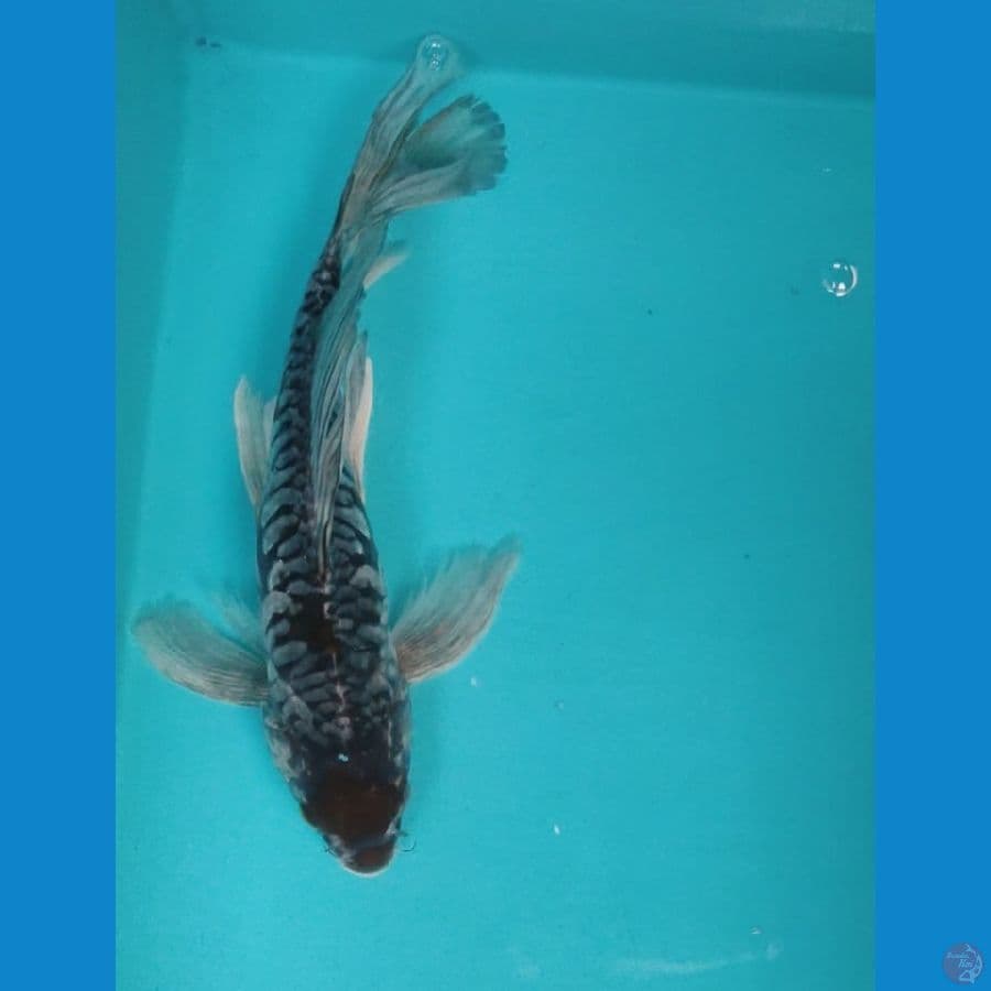 kumpay kawari 34cm