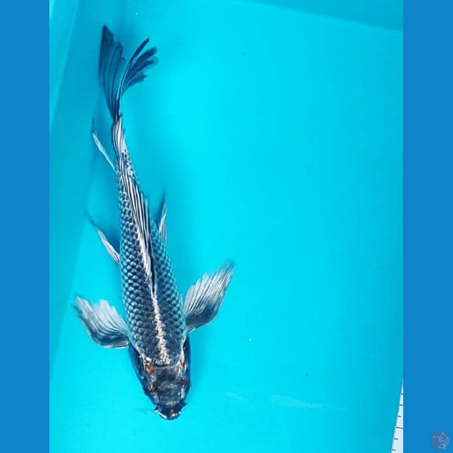 kawari 35cm