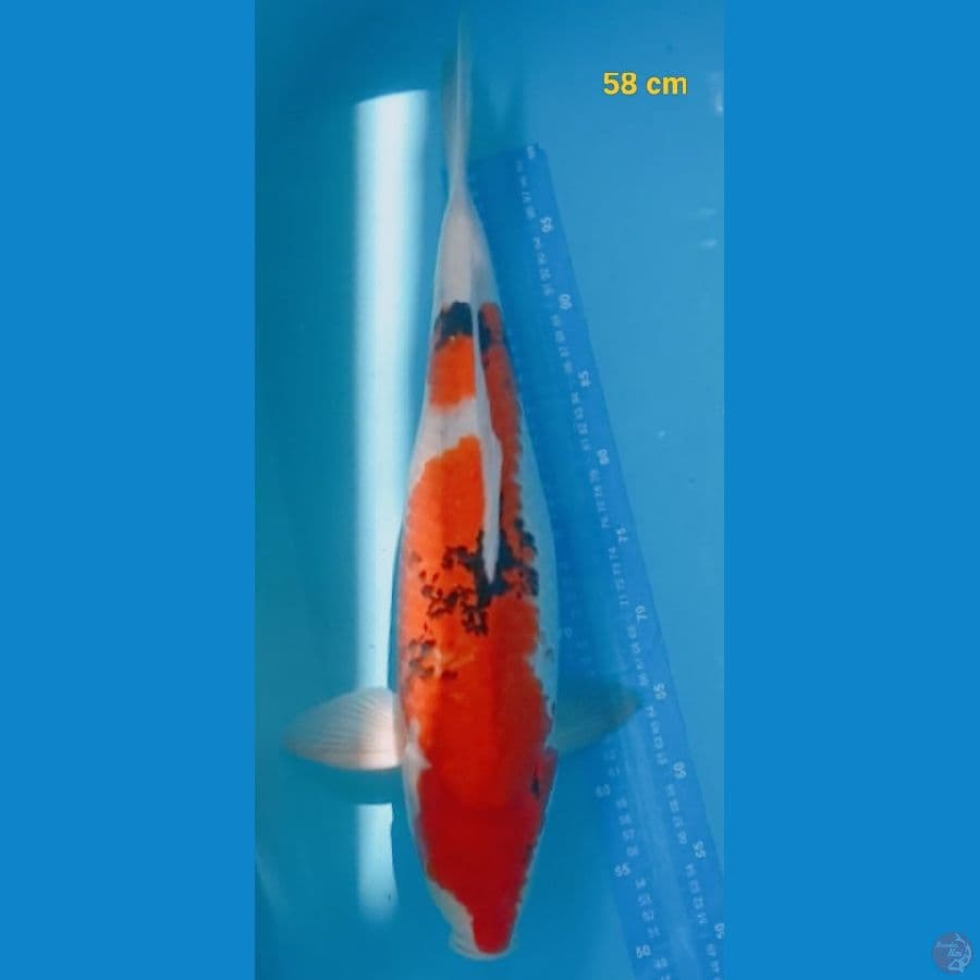 Fm 58 cm