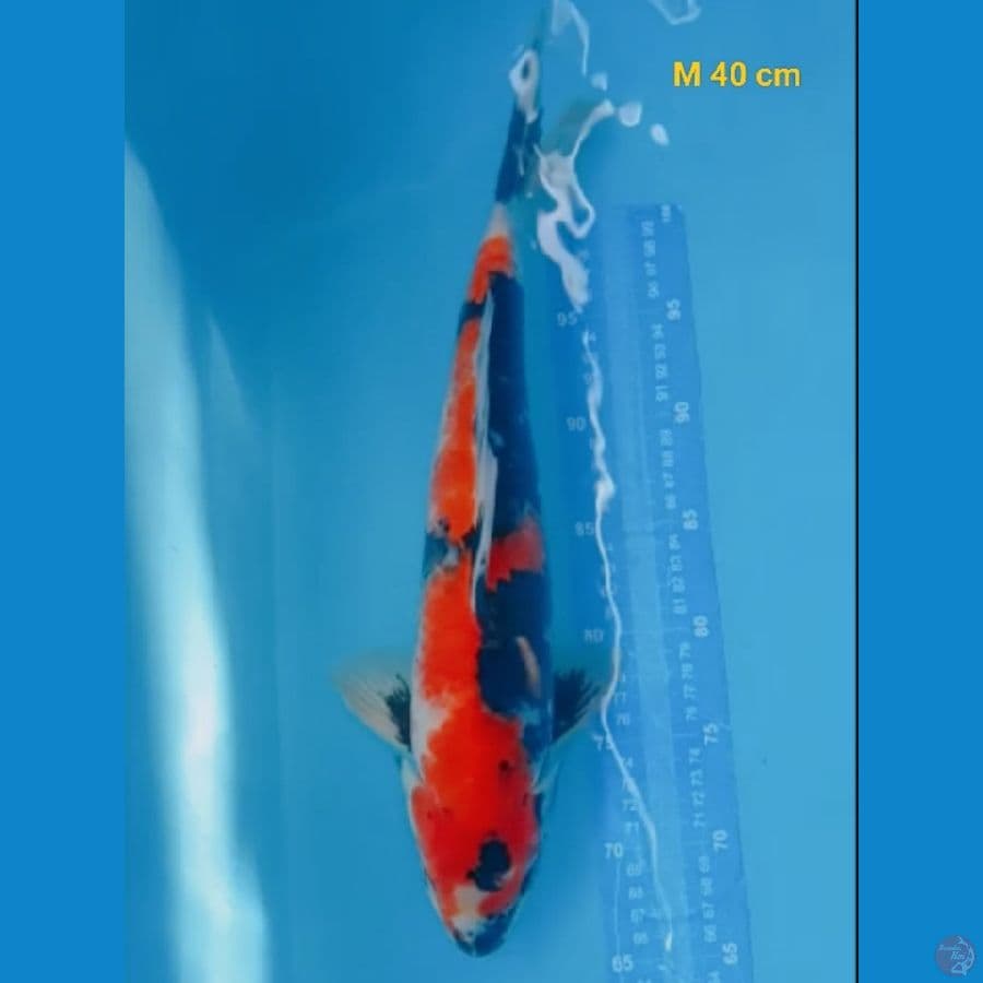 male 40 cm