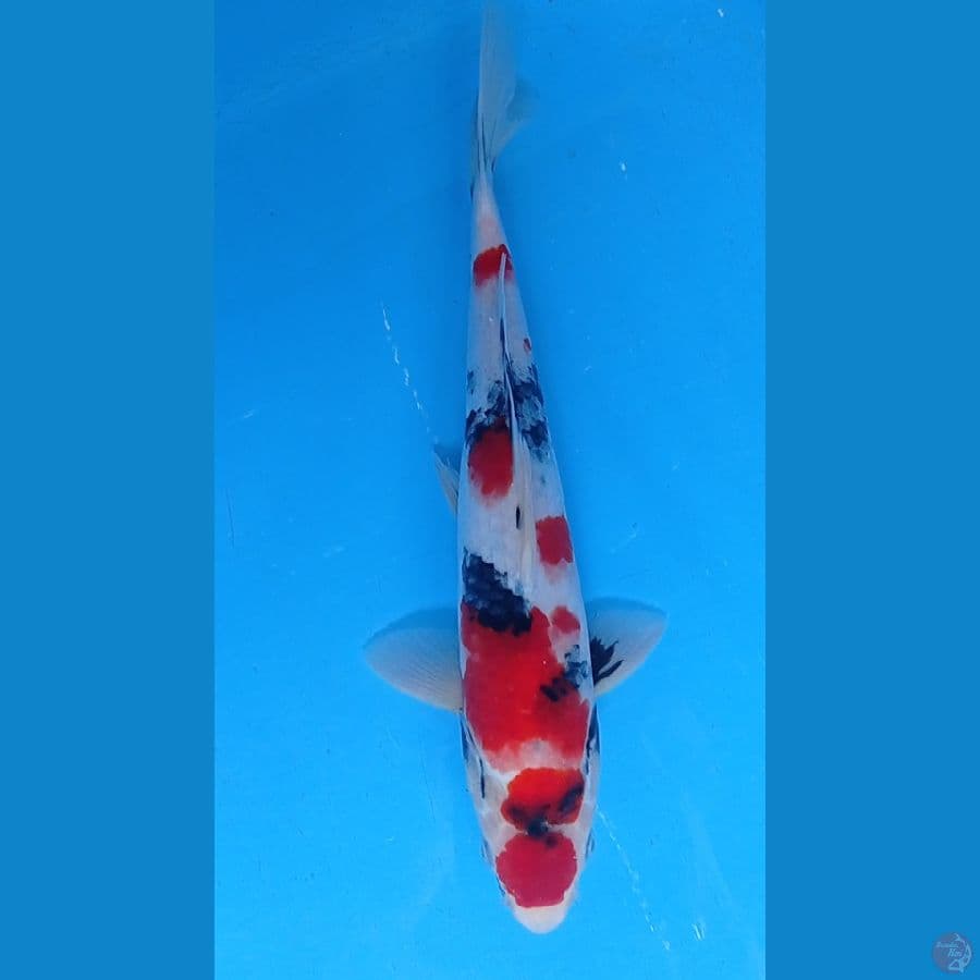 Maruten Showa MALE 31cm