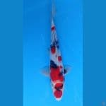 Maruten Showa MALE 31cm