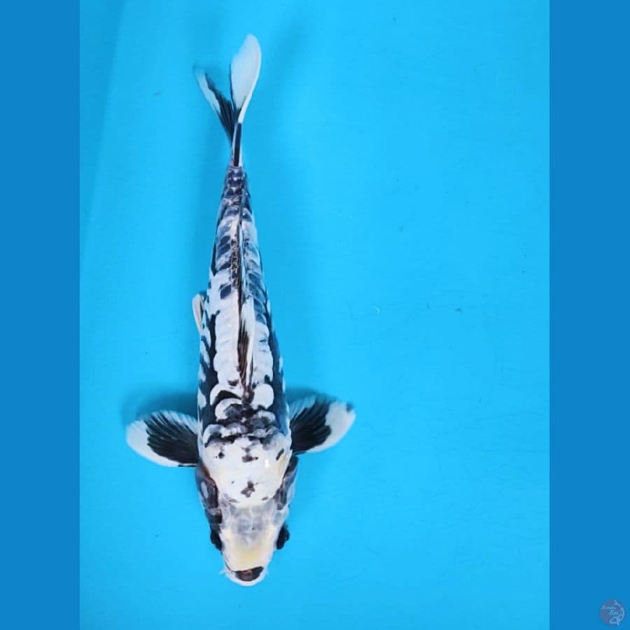 black koshui 24cm male