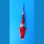 SHOWA 30cm MALE