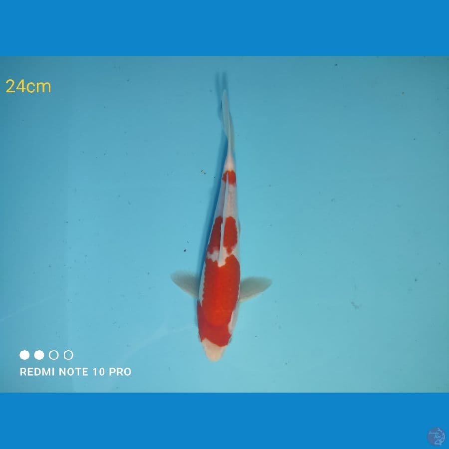 KOHAKU, 24CM