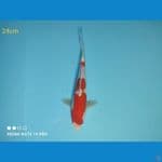 KOHAKU, 24CM