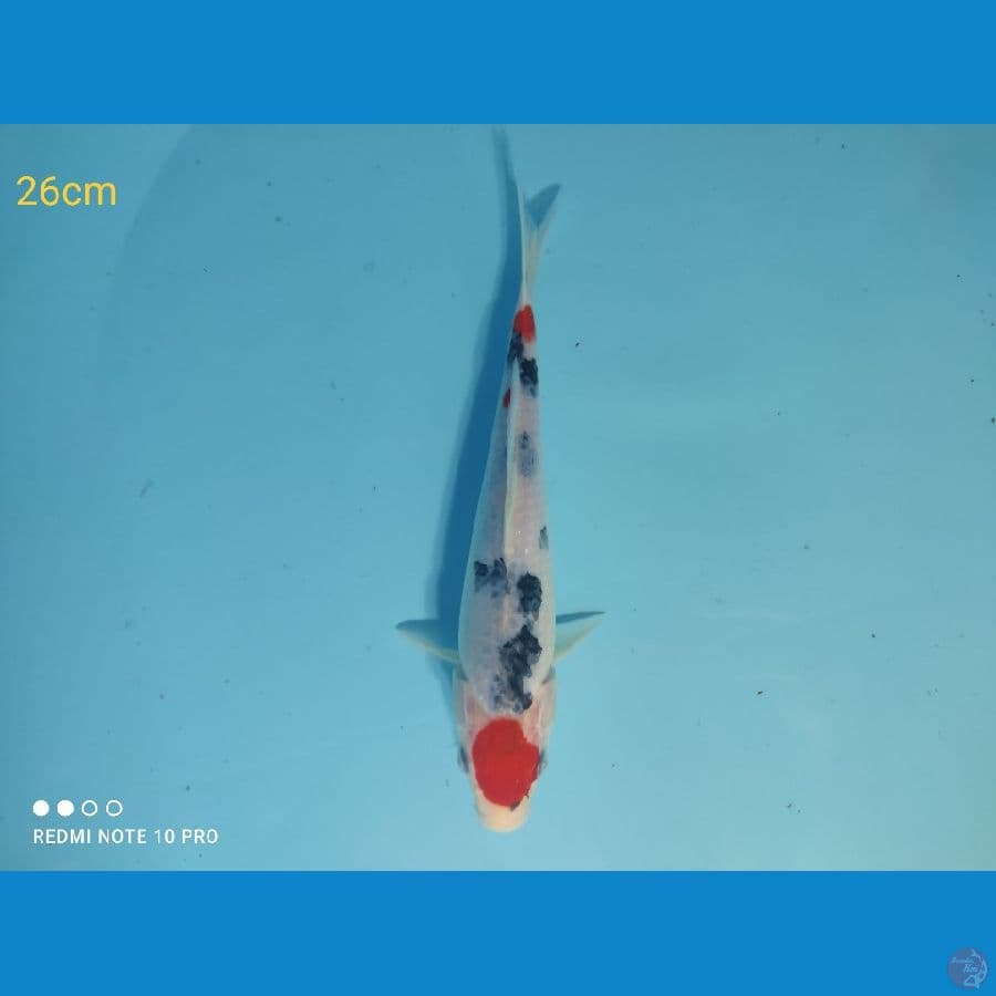 Sanke, 26cm