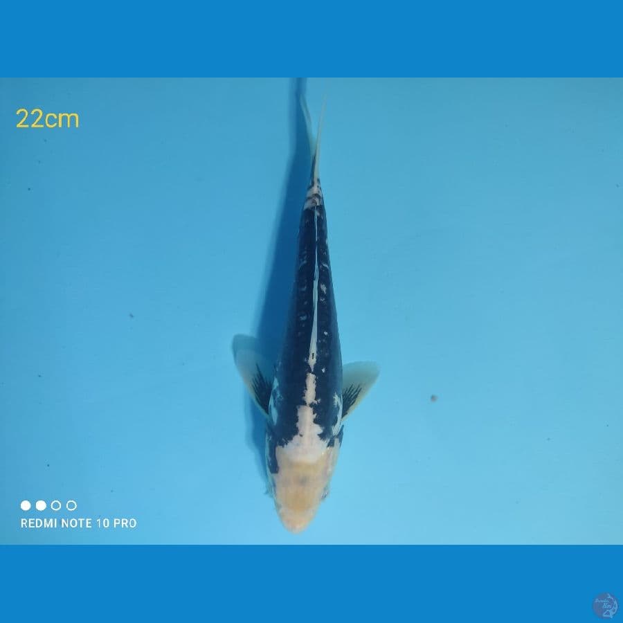 kumonryu,22cm
