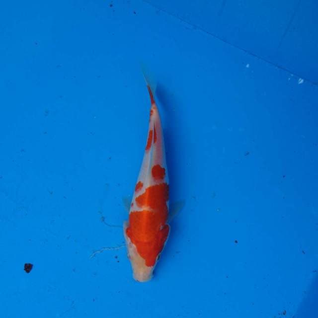 Kohaku Ori F1