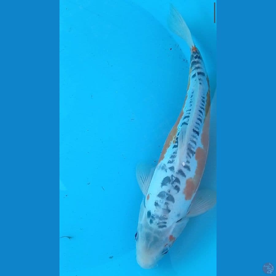 Hana Shusui 35 cm