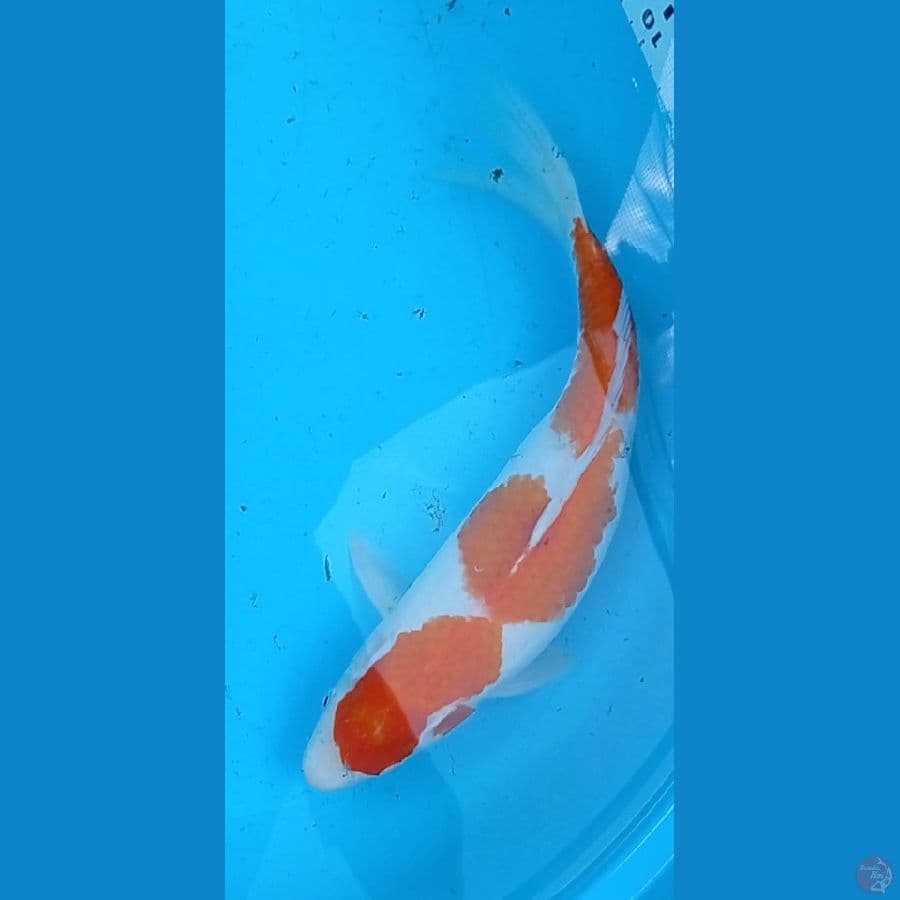 ori Kohaku 35 cm