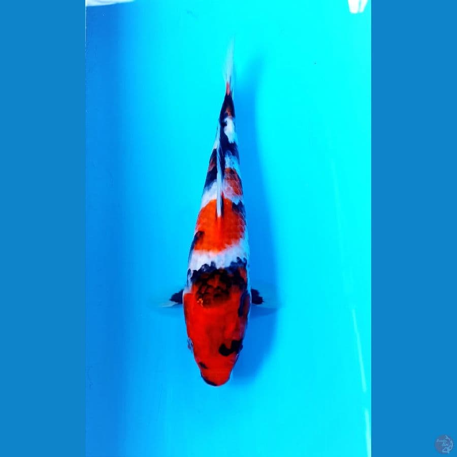 showa 23cm