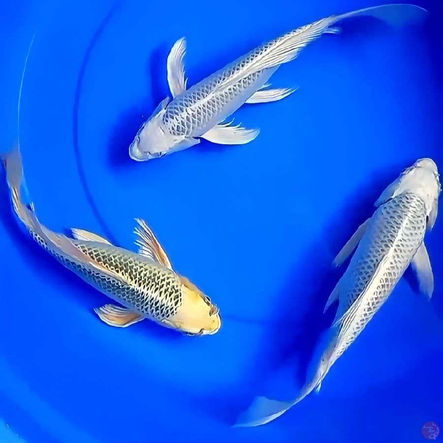 matsuba kumpay 32-33cm