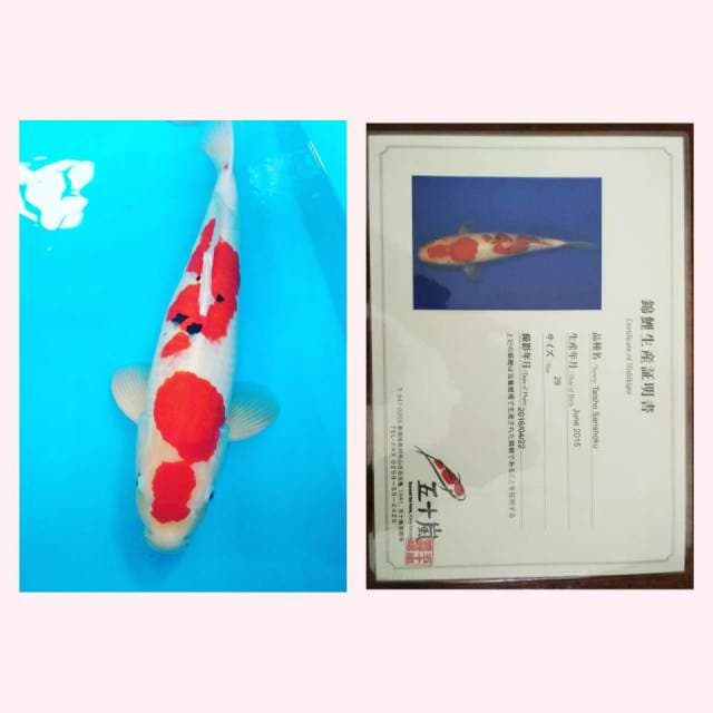56 cm - Sanke Ikarashi - Male