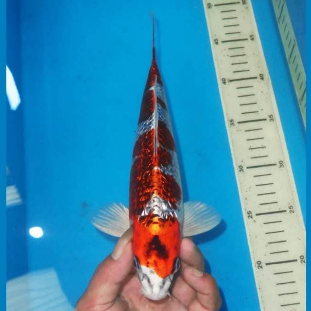 KINGINRIN RED KUJAKU