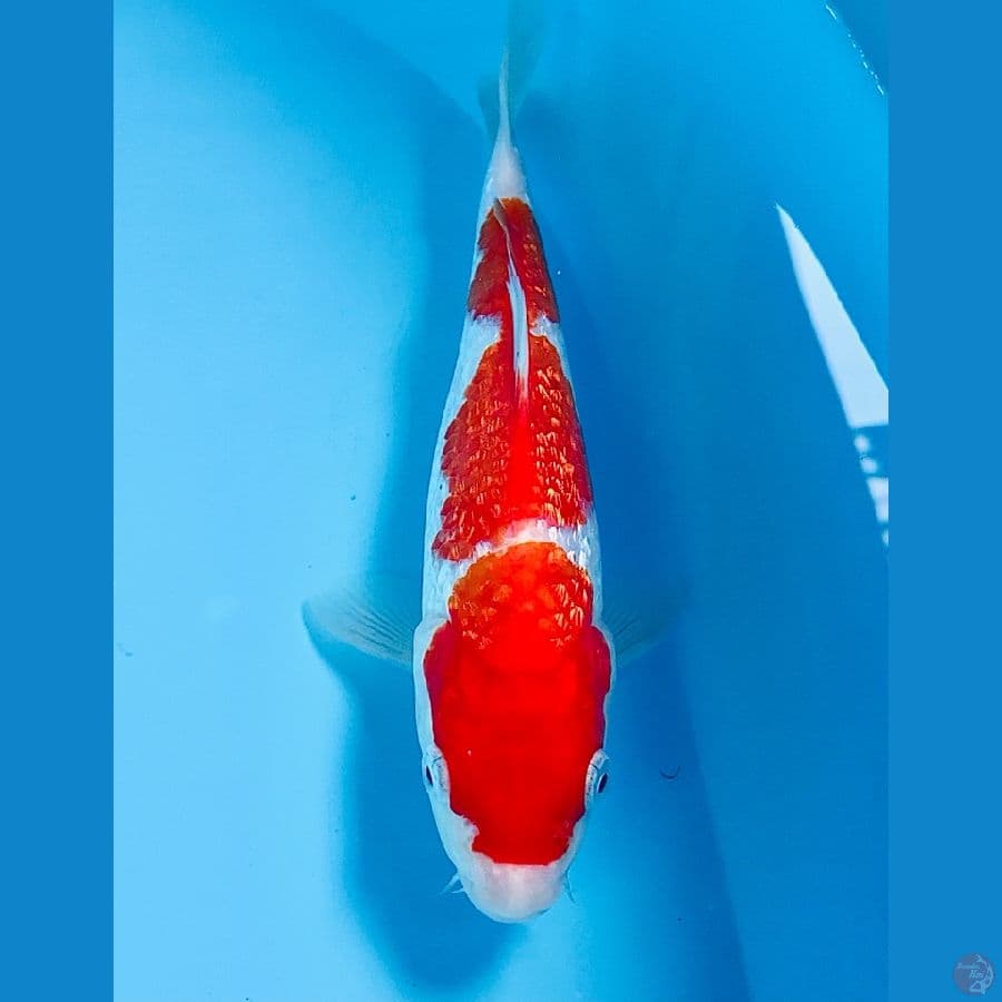 kohaku ginrin 20cm