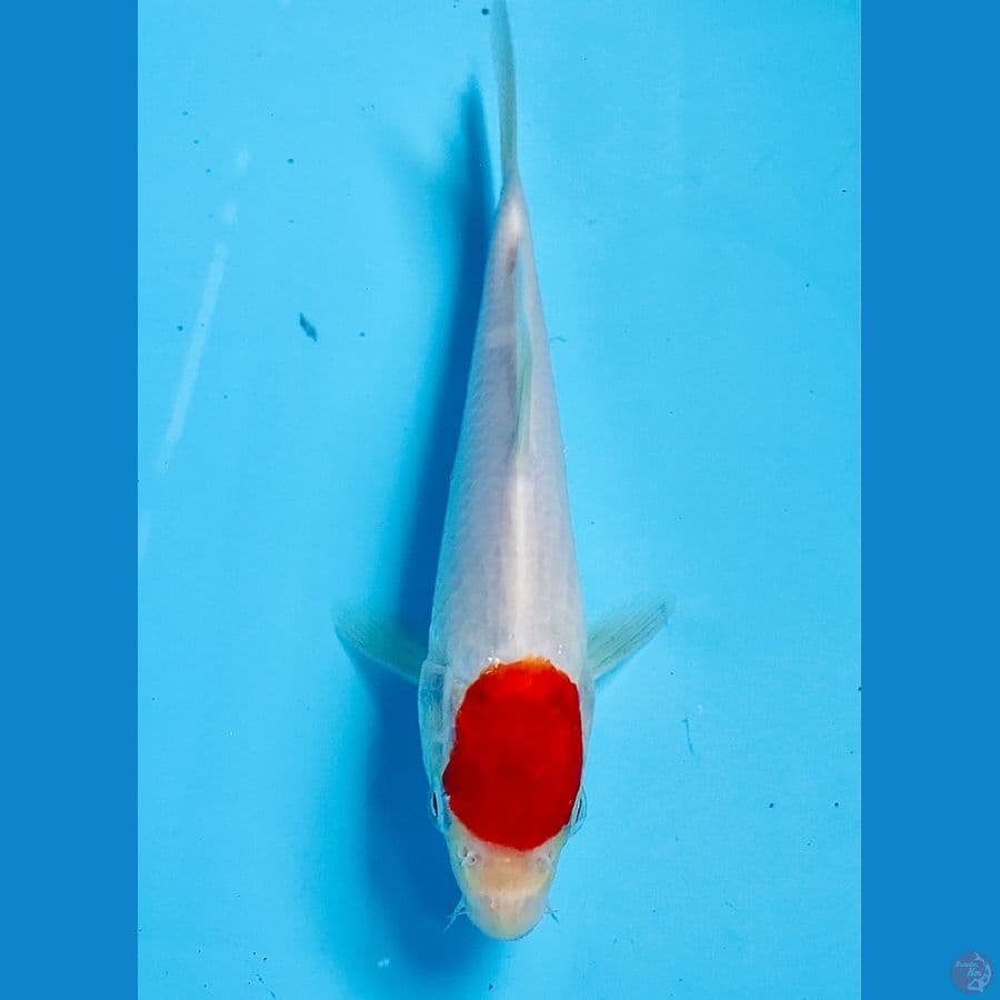 tancho kohaku 18cm
