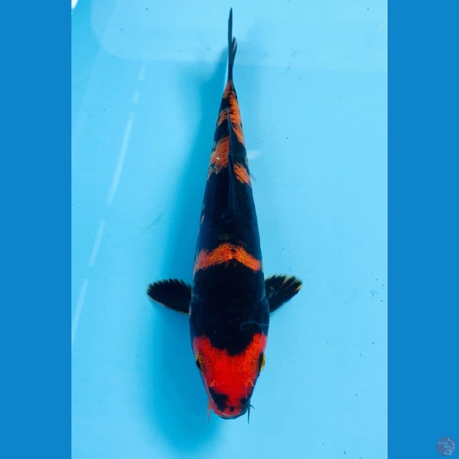 utsuri doitsu 20cm