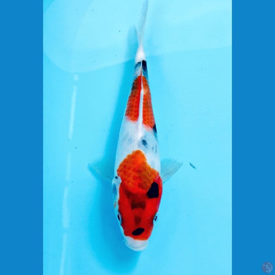 showa 20cm
