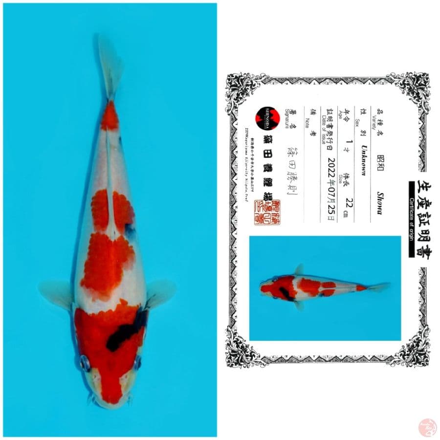 SHINODA SHOWA 22CM