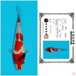 SHINODA SHOWA 22CM