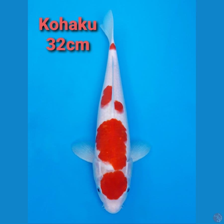 STRONG RED KOHAKU 32CM