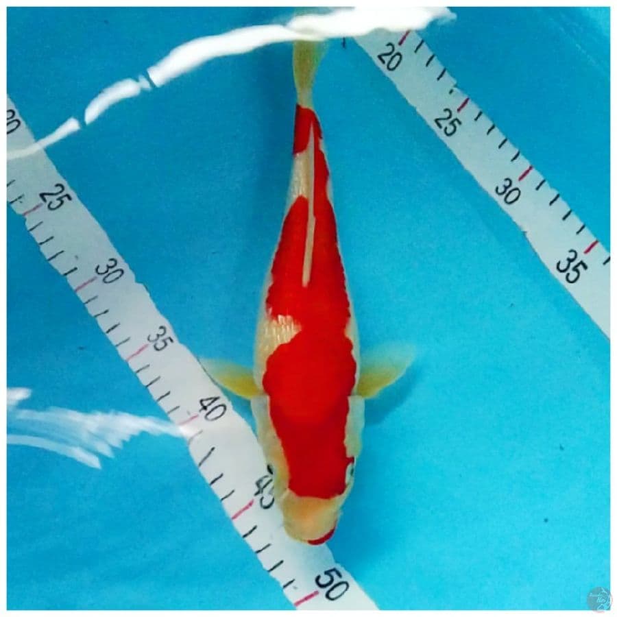 Kohaku Ginrin 29cm