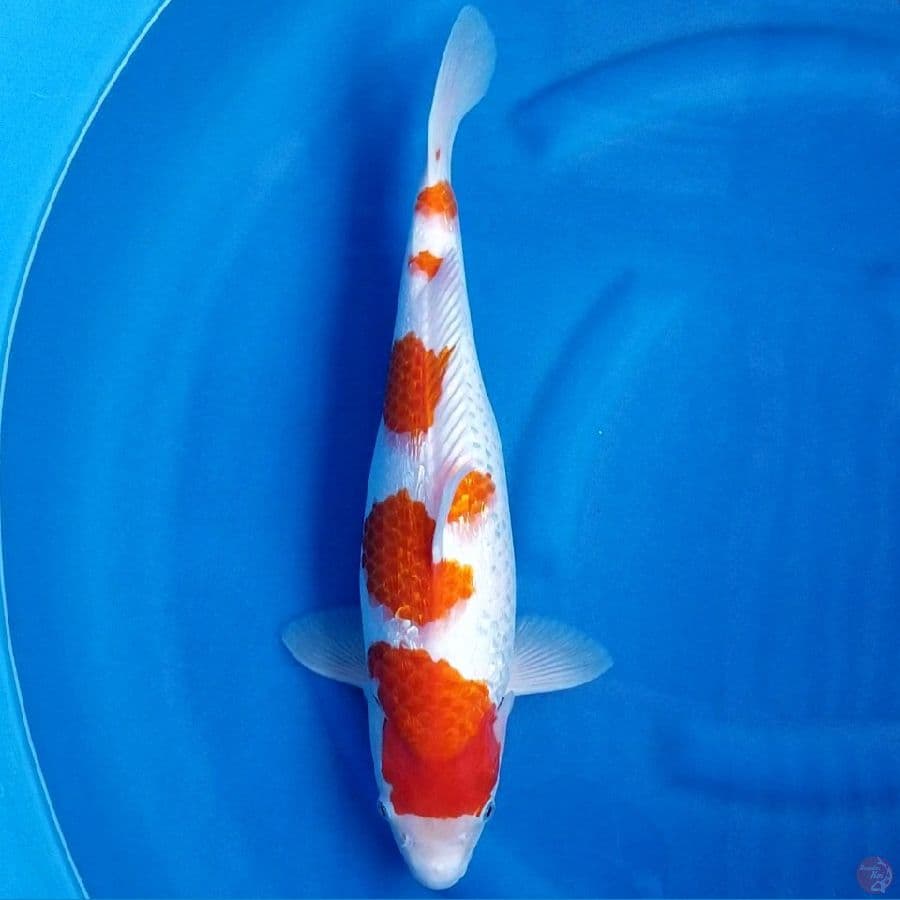 KOHAKU GINRIN 45 BU