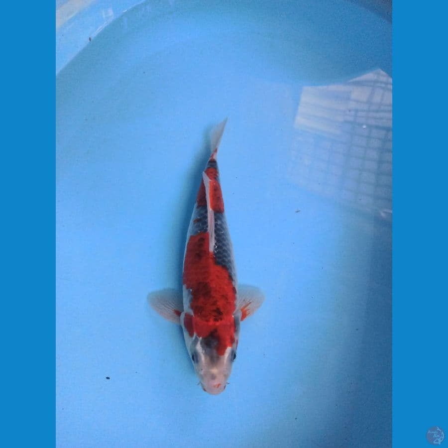 Goshiki 29cm