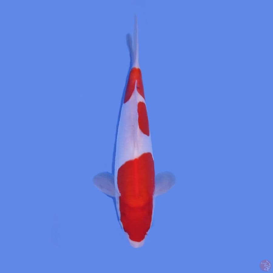 KOHAKU DOITSU MURNII SQ