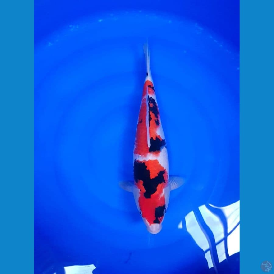 Showa super halus 40cm fimale original