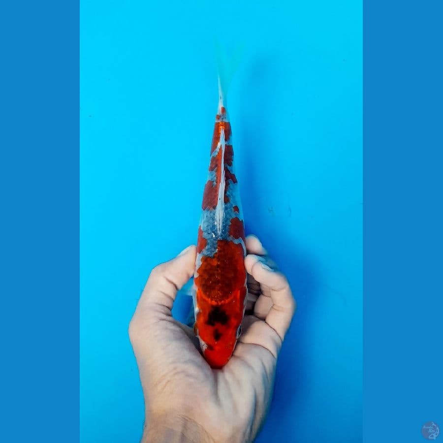ghosiki 23cm