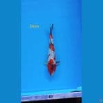showa ginrin 24cm