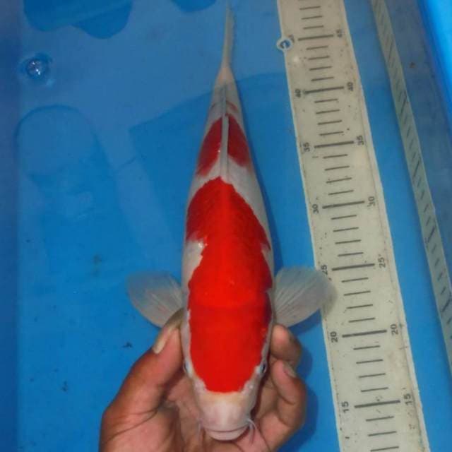 KOHAKU RED STRONG