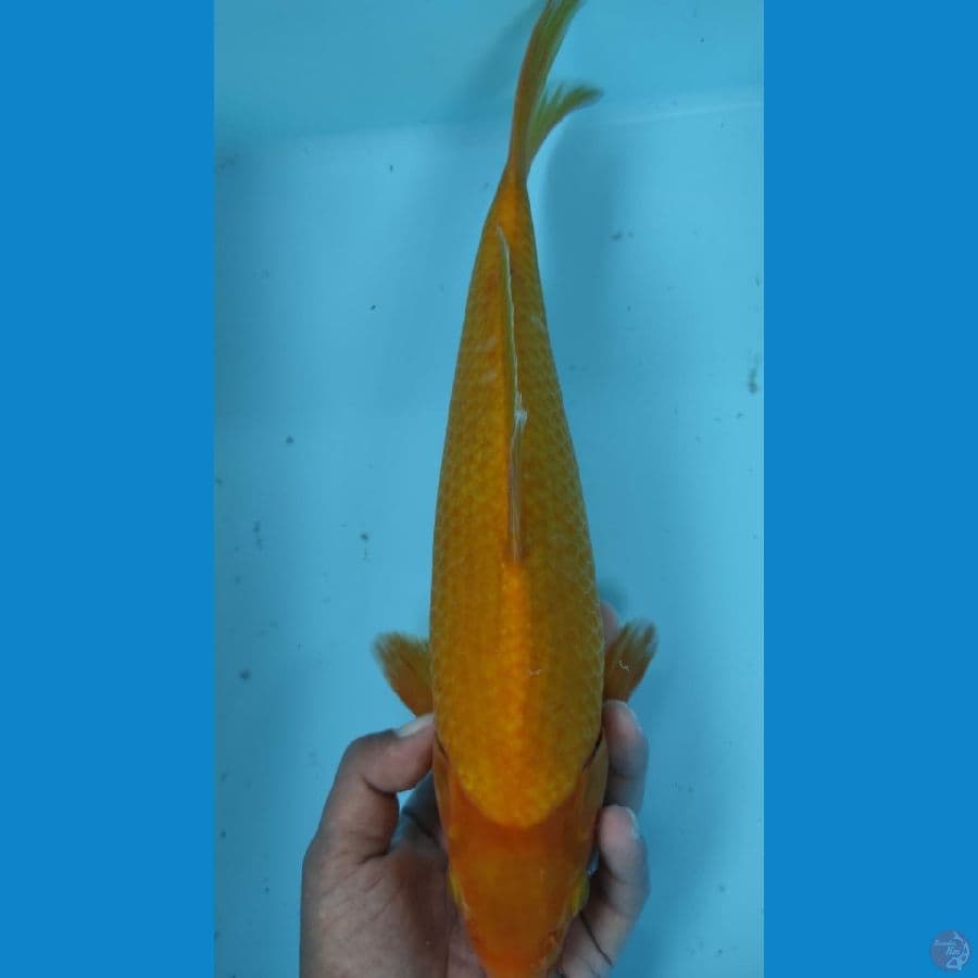 karasi