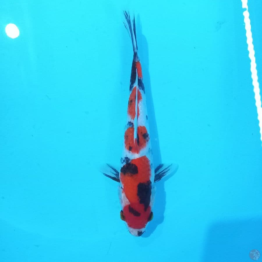 *MARUTEN SHOWA//ML/24 CM*