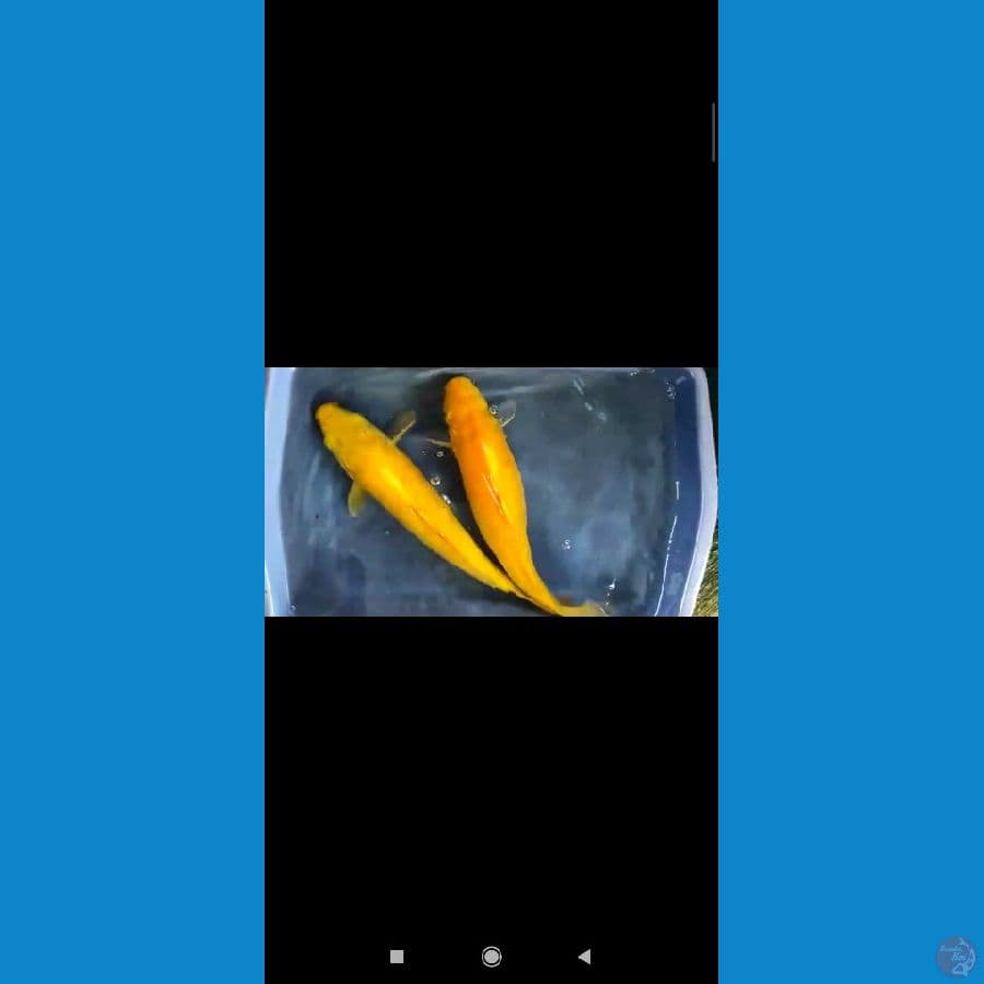 karasi